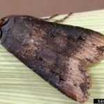 black-cutworm-150x150474397-1