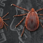 asian-longhorned-tick_usda-photo-150x1503792-1