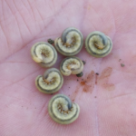 sawfly-photo-josh-kamps-uwmadisonex-150x150213514-1