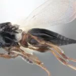 230601_parasitic_wasp_md-150x150467186-1
