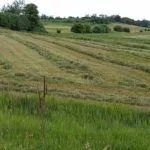 cut-hay-1-150x150357238-1