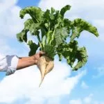 sugarbeet-150x150664662-1