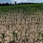 drycorn_mo_june123-150x150640626-1