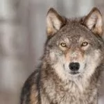 wolf-150x150332578-1