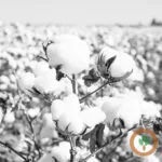 cotton400x400-150x150754049-1