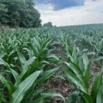 nwmo-corn_june23_-150x150537526-1