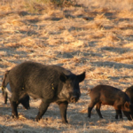 feral-hogs-usda-aphis-150x15025398-1