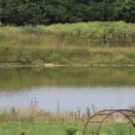 hay-near-pond-150x150814238-1