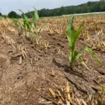 corn-for-silage_midmo_2023-150x150667084-1