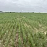 kh_droughtstressedwheat_hrwwtour23-150x150322414-1