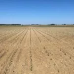 photobyamie_becksearlyseedcorn_061223-e1686598582929-150x150250941-1