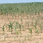 dry-corn1-150x150803633-1
