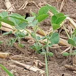 soybeans-230609-150x150595953-1