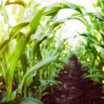 corn_mid-1-150x150346253-1