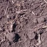 dirt-150x150293187-1