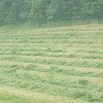 230609-fresh-cut-alfalfa-hay-150x15048413-1