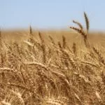 wheat-field-ripe-edit-150x150988772-1