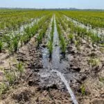 flooding-rice-fields_bootheel_2023_muext-150x150697354-1