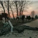 photo-of-unexploded-missile-by-cow-pasture-from-ukraine-provided-by-msue23_nh-150x15038128-1