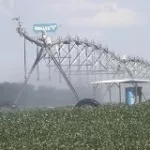pivot-irrigated-soybeans-hampton-7-14-150x150663445-1