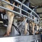 china-dairy-edit-2014-150x150141750-1