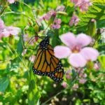 pollinator1-150x15098156-1