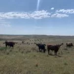 kh-pasture-aug-1-22-150x150390139-1