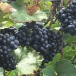 michigan-craft-wine-grapes-150x150467291-1