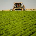 200323_basf_cercospora_md-150x150827137-1