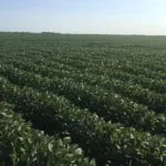 soybeans02-150x150259183-1