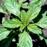 waterhemp_weed_600px_purdue-890x395-150x150459579-1