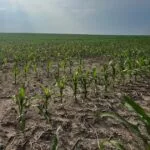 dry-corn_mo_may2023-e1685734511315-150x150775106-1