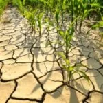 201207_drought_md-150x150845701-1