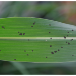 220825_tarspot_md-150x150518546-1