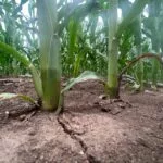 dry-corn-fields_mo_june23-150x150709203-1