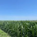 tasseling_corn_midmo_june29-150x150665503-1