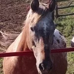 horse-photo-9-14-150x150516086-1