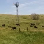 cows-sandhills-broken-bow-6-16-150x15054468-1