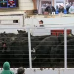 cattle-auction-callaway-livestock-auction-mo-4-20-150x15094483-1