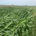 corn_richardfordyce1-150x150538197-1