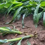 iowa-crop-damage-june-29-2023-5-150x150831754-1