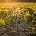 1earlysoybeans-150x150752340-1