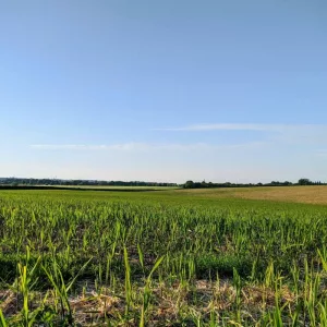 crops-1-jpg-2
