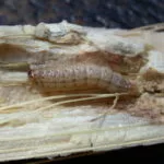 181220_corn_borer_md-150x150966448-1