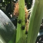 japanese-beetles-150x150263185-1