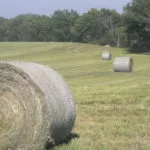 hay-field-iowa-6-12-1-150x150261874-1