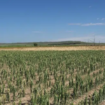 hailed-corn-by-gary-stone-unl-150x150283267-1