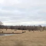 cattle-on-pasture-in-mid-missouri-150x150275983-1