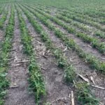 soybeans_sesd_2023-150x150373621-1