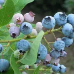 blueberries-150x150130401-1